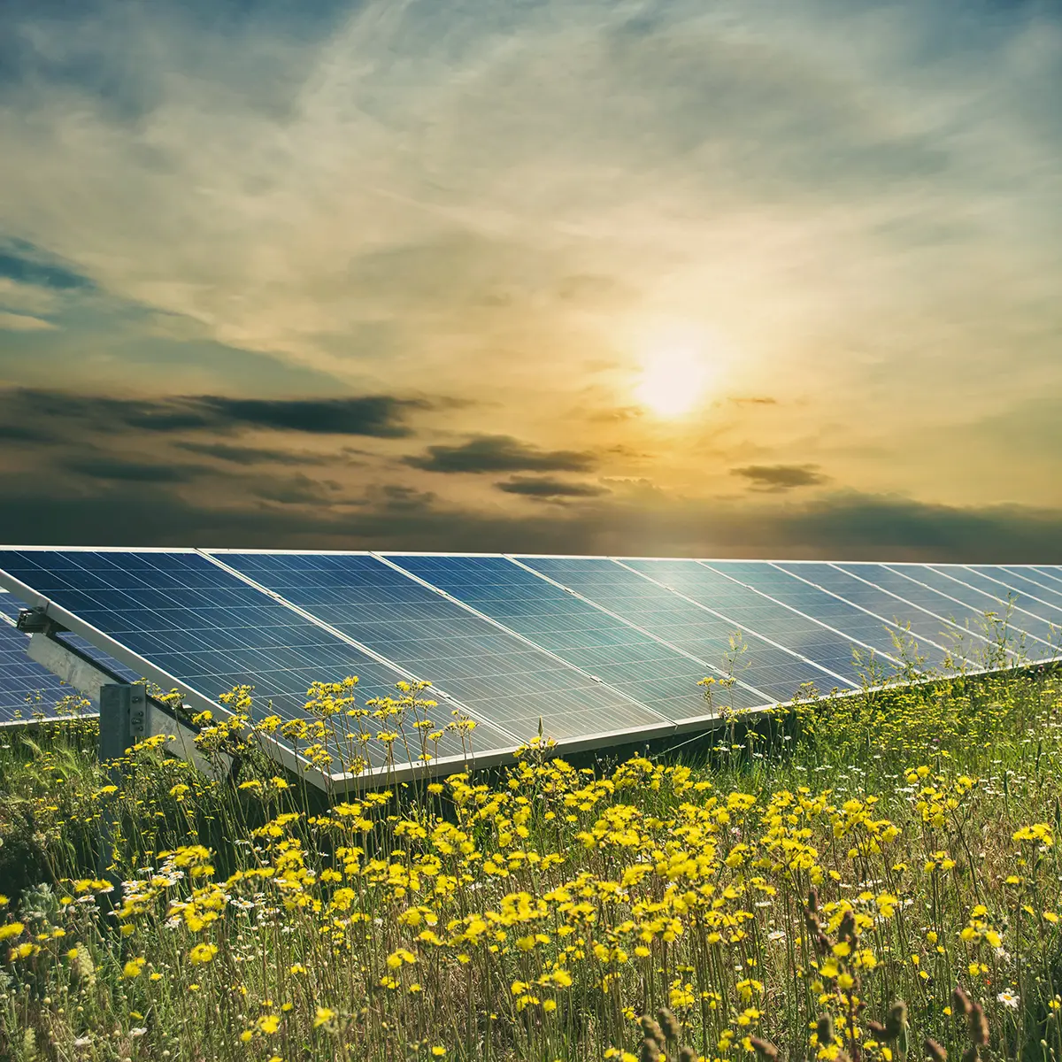 Bloom Renewables Logo Design